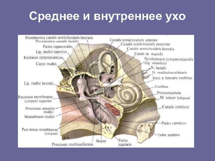 Среднее и внутреннее ухо 