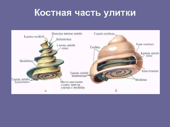 Костная часть улитки 