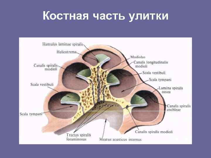 Костная часть улитки 