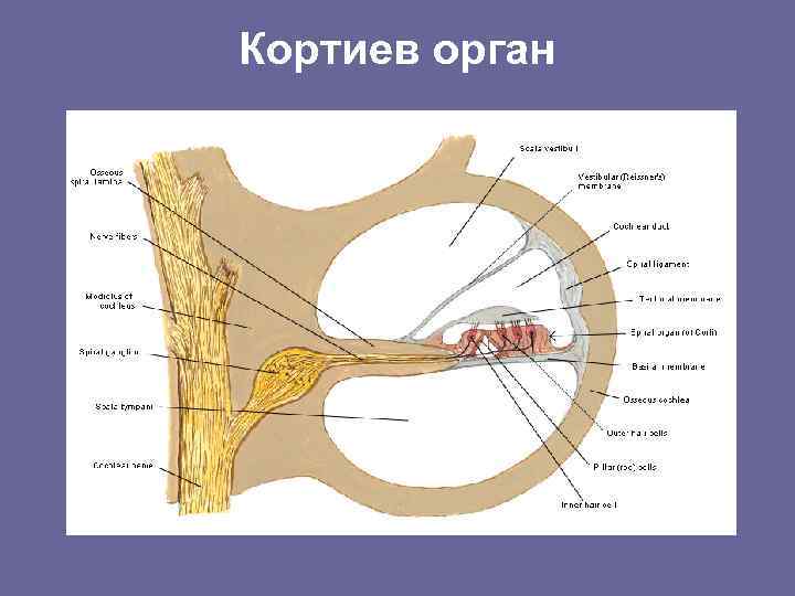 Кортиев орган где