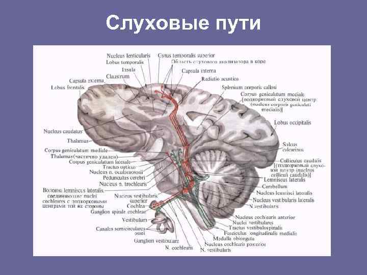 Слуховые пути 