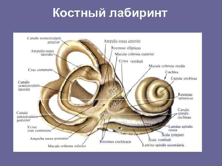 Костный лабиринт 
