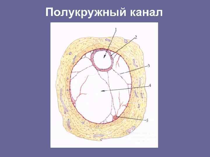 Полукружный канал 