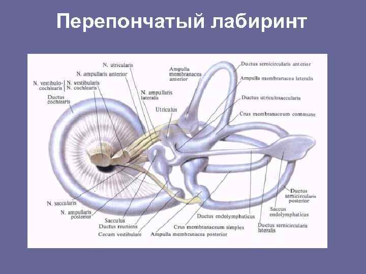 Перепончатый лабиринт 