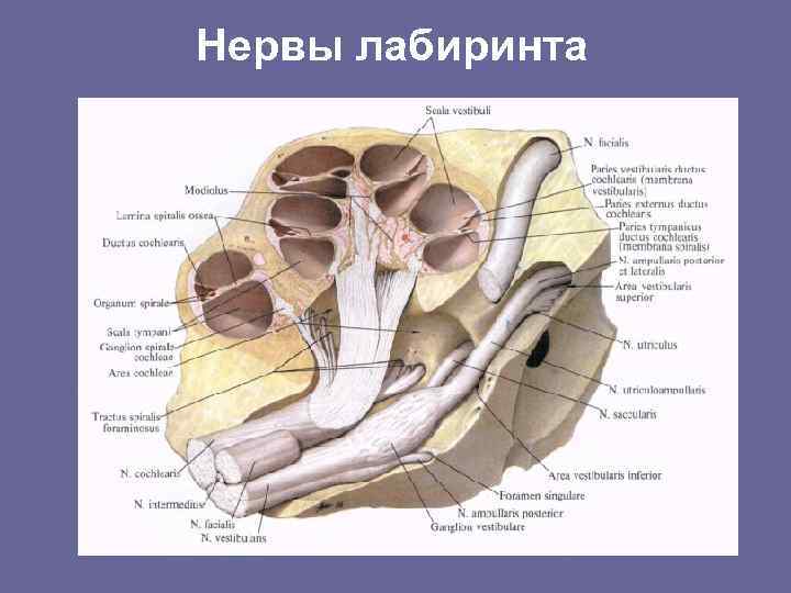 Нервы лабиринта 