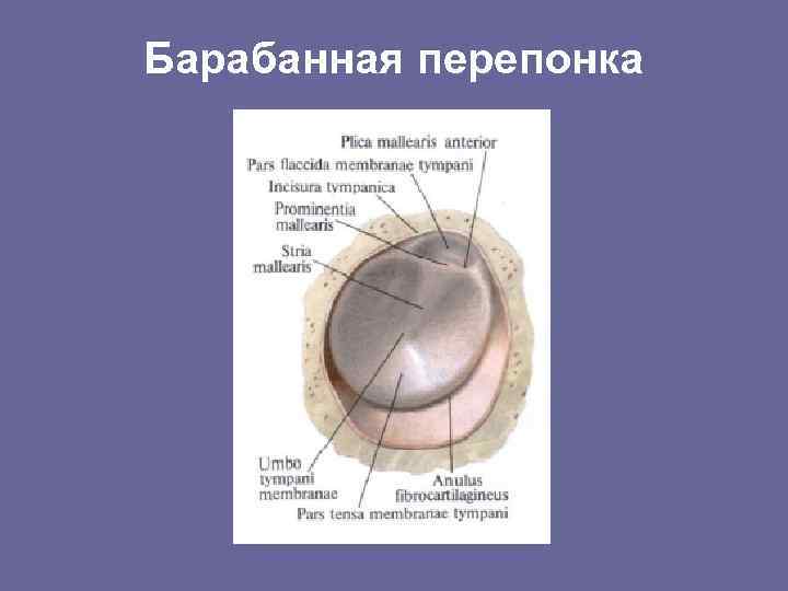 Барабанная перепонка 
