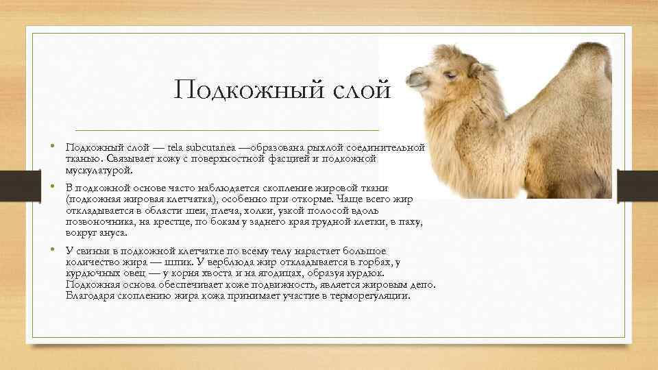 Подкожный слой • Подкожный слой — tela subcutanea —образована рыхлой соединительной тканью. Связывает кожу