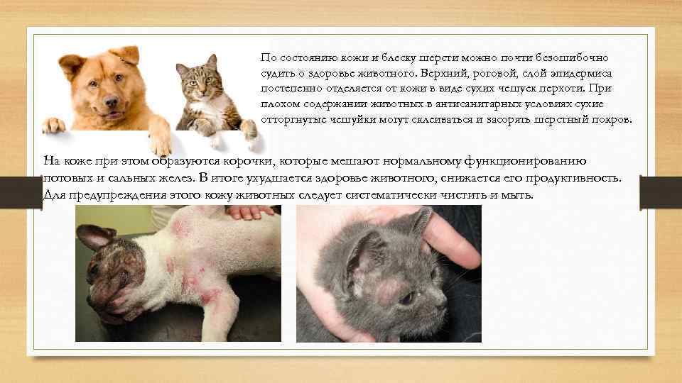 По состоянию кожи и блеску шерсти можно почти безошибочно судить о здоровье животного. Верхний,