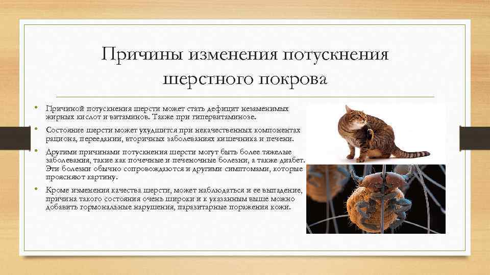 Причины изменения потускнения шерстного покрова • Причиной потускнения шерсти может стать дефицит незаменимых жирных
