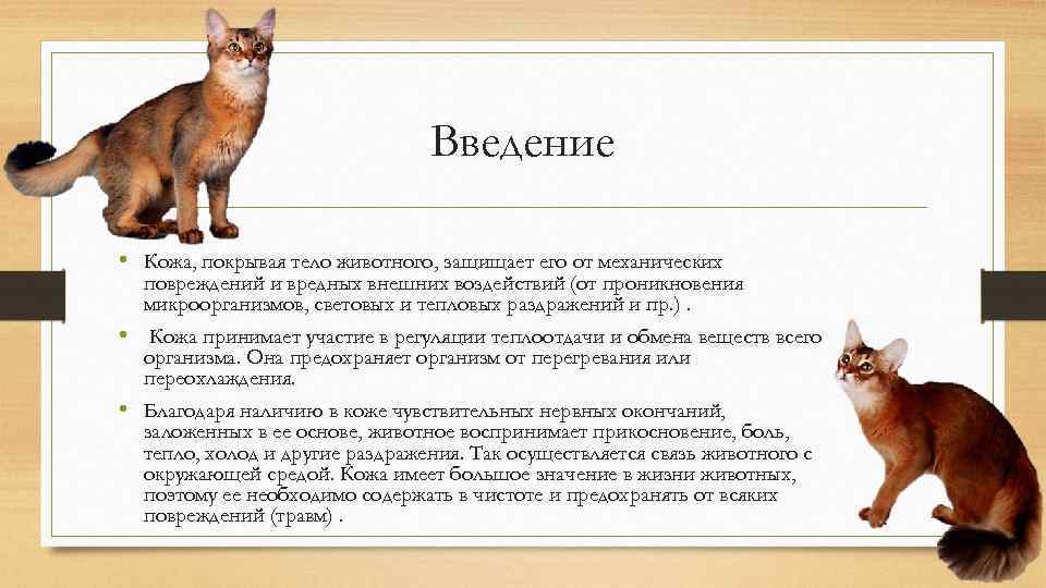 Кожа введение. Морфофункциональная характеристика кожного Покрова животных. Под Введение животным презентация. У каких животных защита от повреждений.