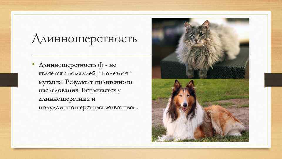 Длинношерстность • Длинношерстность (l) - не является аномалией; 