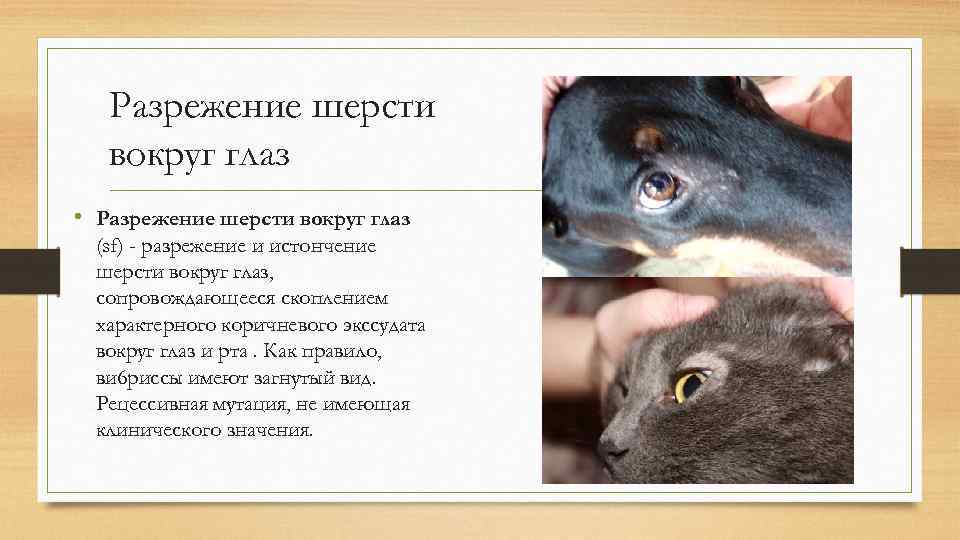 Разрежение шерсти вокруг глаз • Разрежение шерсти вокруг глаз (sf) - разрежение и истончение