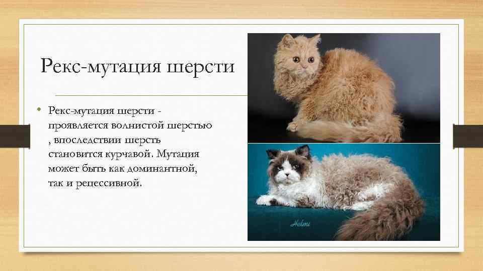 Рекс-мутация шерсти • Рекс-мутация шерсти проявляется волнистой шерстью , впоследствии шерсть становится курчавой. Мутация