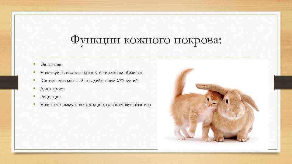Функции кожного покрова: • • • Защитная Участвует в водно-солевом и тепловом обменах Синтез