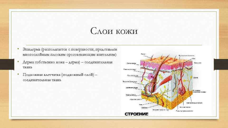 Характеристика кожи. Эпидерма дерма. Морфофункциональные особенности кожи. Соединительный слой кожи. Морфофункциональная характеристика кожи.