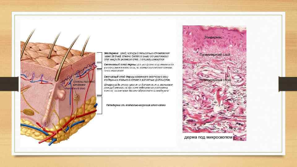 Особенности кожицы. Кожный Покров. Его морфофункциональная характеристика.. Морфофункциональная характеристика кожи. Характеристика кожных покровов. Морфофункциональные изменения кожи.