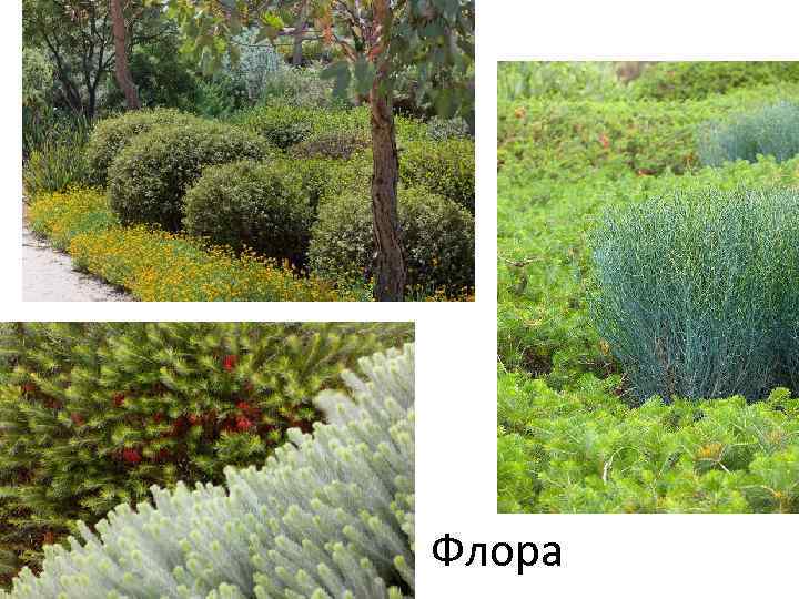 Флора 