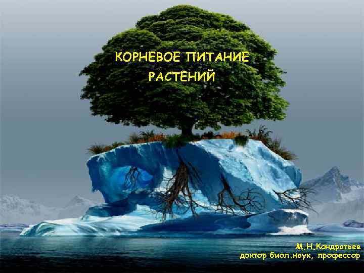 КОРНЕВОЕ ПИТАНИЕ РАСТЕНИЙ М. Н. Кондратьев доктор биол. наук, профессор 