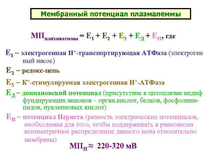 Мембранный потенциал плазмалеммы МПплазмалеммы = Е 1 + Е 2 + Е 3 +