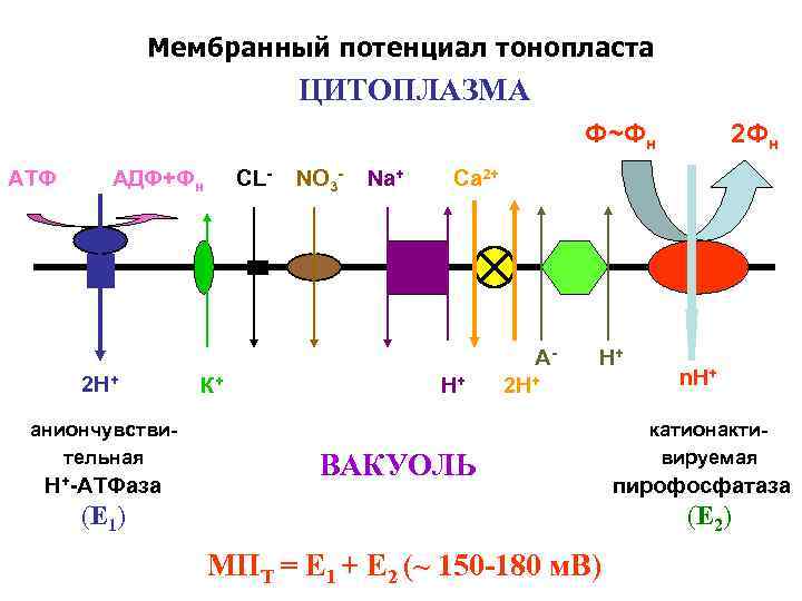 Мембранный потенциал тонопласта ЦИТОПЛАЗМА Ф~Фн 2 Фн АТФ АДФ+Фн CL- NO 3 - Na+