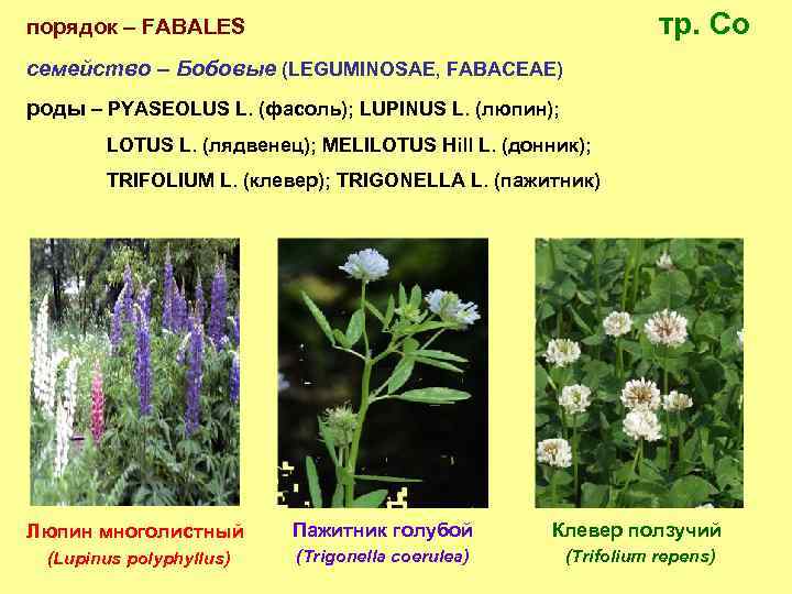  порядок – FABALES тр. Co семейство – Бобовые (LEGUMINOSAE, FABACEAE) роды – PYASEOLUS