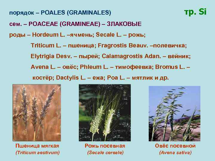 порядок – POALES (GRAMINALES) тр. cем. – POACEAE (GRAMINEAE) – ЗЛАКОВЫЕ роды – Hordeum