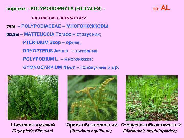 порядок – POLYPODIOPHYTA (FILICALES) - тр. AL настоящие папоротники сем. – POLYPODIACEAE – МНОГОНОЖКОВЫ