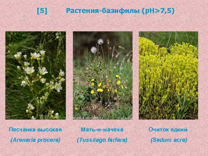 [5] Растения-базифилы (р. Н>7, 5) Песчанка высокая Мать-и-мачеха Очиток едкий (Arenaria procera) (Tussilago farfara)