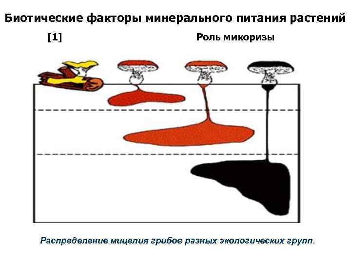 Биотические факторы минерального питания растений [1] Роль микоризы Распределение мицелия грибов разных экологических групп.