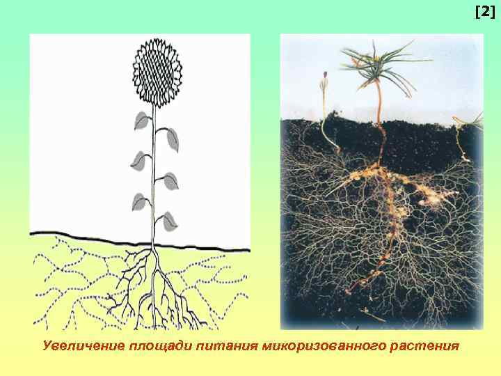 Что поглощают растения из почвы