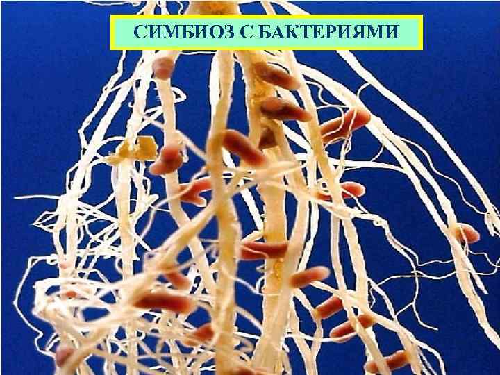 Роль симбиоза с бактериями СИМБИОЗ С БАКТЕРИЯМИ [1] 