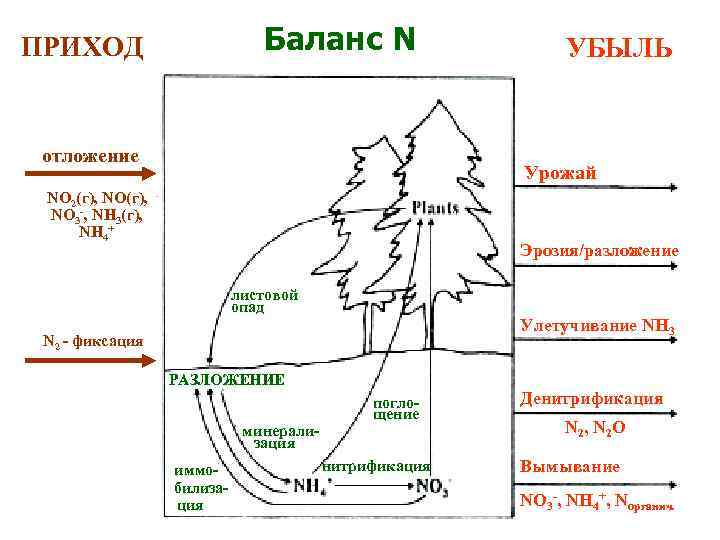 Баланс N ПРИХОД отложение УБЫЛЬ Урожай NO 2(г), NO 3 -, NH 3(г), NH