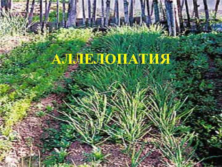 Аллелопатия АЛЛЕЛОПАТИЯ 