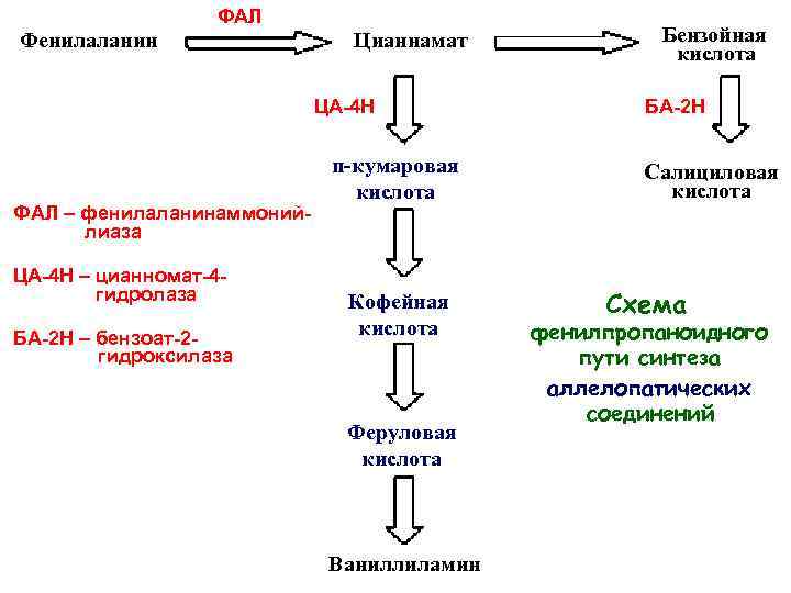 Фенилаланин вред. Фенилаланин в бензойную кислоту. Синтез фенилаланина. Бензойная кислота из фенилаланина. Фенилаланин гидроксилаза.