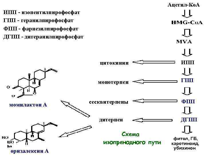 Ацетил-Ко. А ИПП - изопентилпирофосфат ГПП - геранилпирофосфат ФПП - фарнезилпирофосфат ДГПП - дигеранилпирофосфат