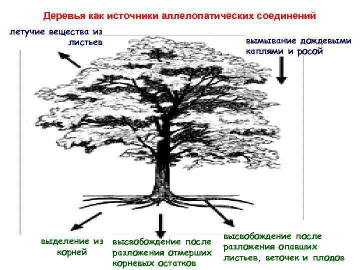 Деревья как источники аллелопатических соединений летучие вещества из листьев выделение из корней вымывание дождевыми