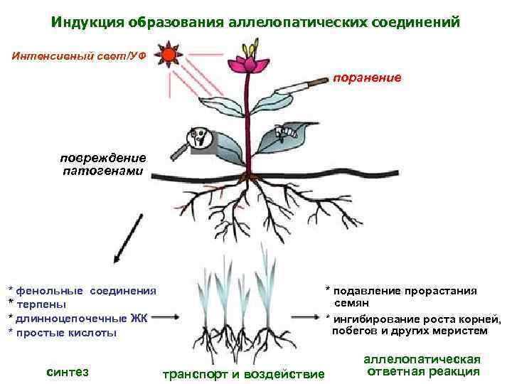 Индукция образования аллелопатических соединений Интенсивный свет/УФ поранение повреждение патогенами * фенольные соединения * терпены