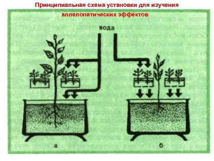 Принципиальная схема установки для изучения аллелопатических эффектов 