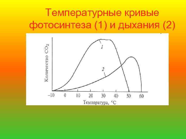 Температурные кривые фотосинтеза (1) и дыхания (2) 