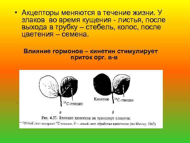  • Акцепторы меняются в течение жизни. У злаков во время кущения - листья,