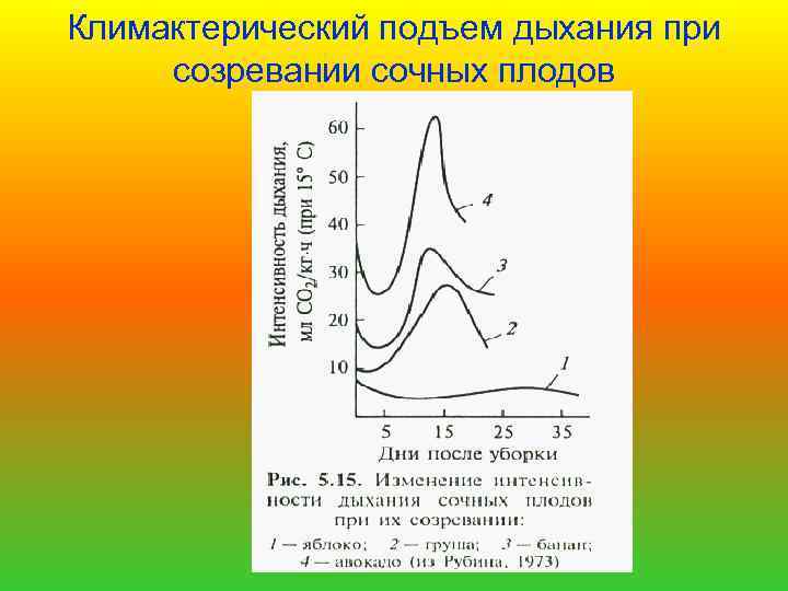 Как изменится интенсивность дыхания и интенсивность фотосинтеза