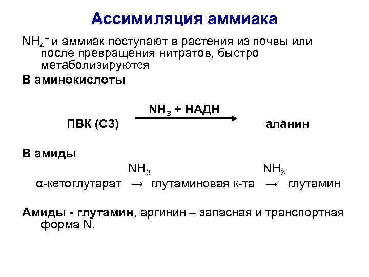 Ассимиляция аммиака NH 4+ и аммиак поступают в растения из почвы или после превращения