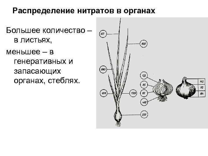 Распределение нитратов в органах Большее количество – в листьях, меньшее – в генеративных и