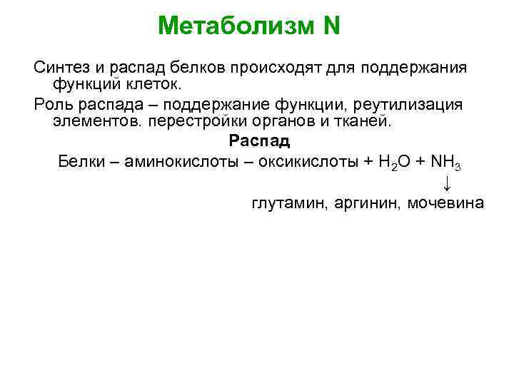 Метаболизм N Синтез и распад белков происходят для поддержания функций клеток. Роль распада –