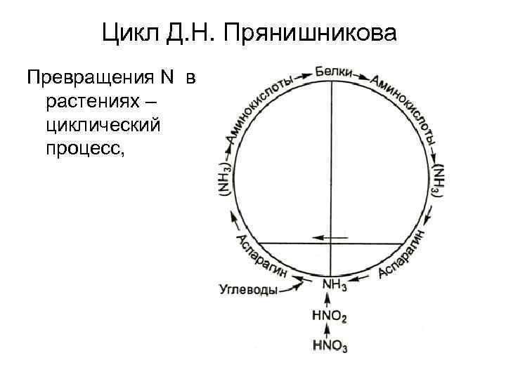 Цикл Д. Н. Прянишникова Превращения N в растениях – циклический процесс, 