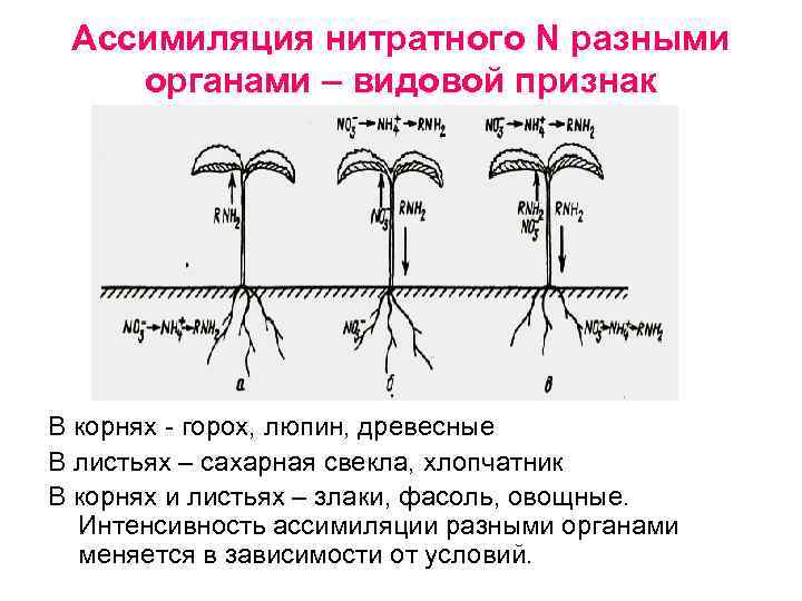 Ассимиляция нитратного N разными органами – видовой признак В корнях - горох, люпин, древесные