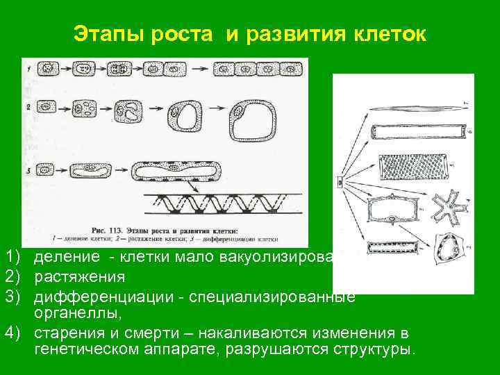 Рост и развитие клетки. Фазы роста клеток. Фазы роста растительной клетки. Фазы развития растительной клетки. Этапы развития клетки растений.