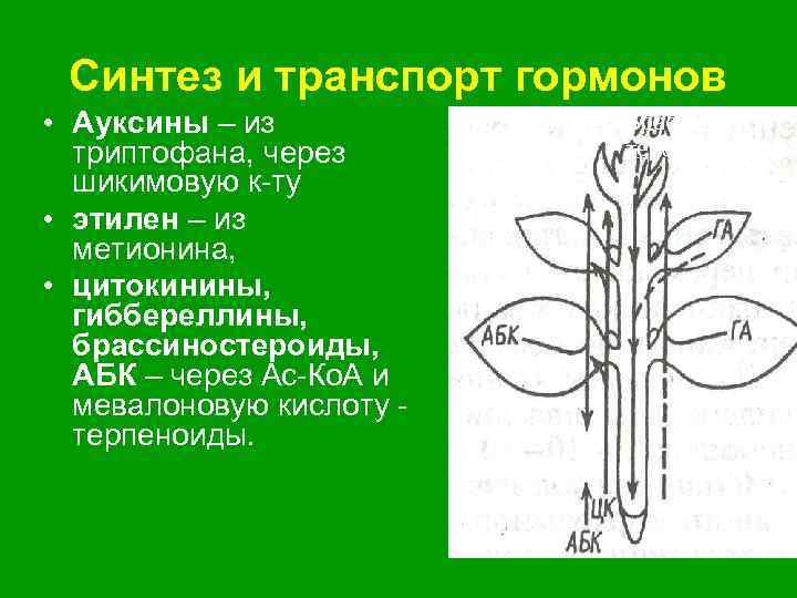 Синтез транспорт. Транспорт ауксина в растении. Синтез ауксинов у растений. Природные и синтетические ауксины. Локализация биосинтеза ауксинов.