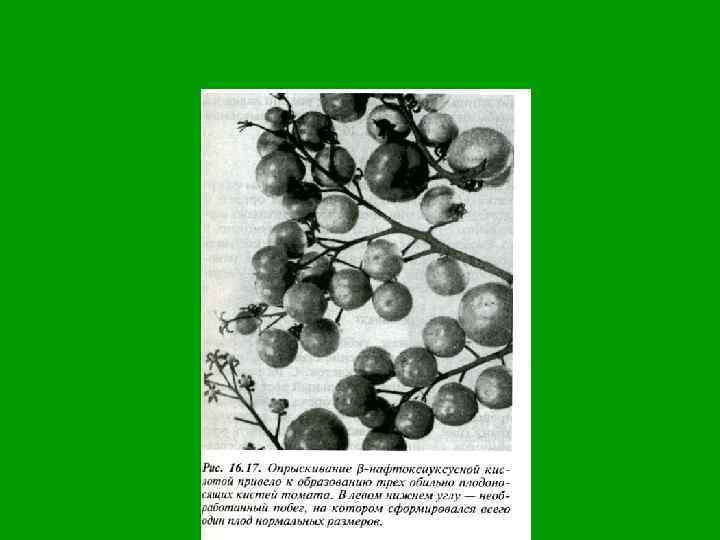 Усиление завязываемости с помощью ауксина НУК 