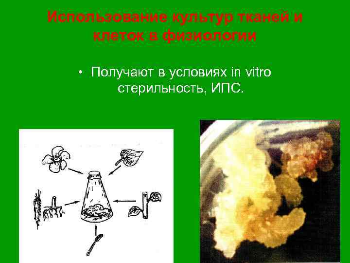 Использование культур тканей и клеток в физиологии • Получают в условиях in vitro стерильность,